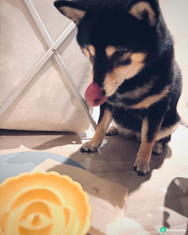 2025優質寵物展✨購物心得