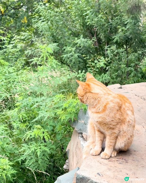 景山公園睇故宮全景🌇