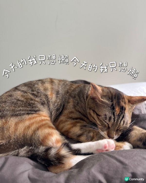 懶洋洋的啵妹❤️