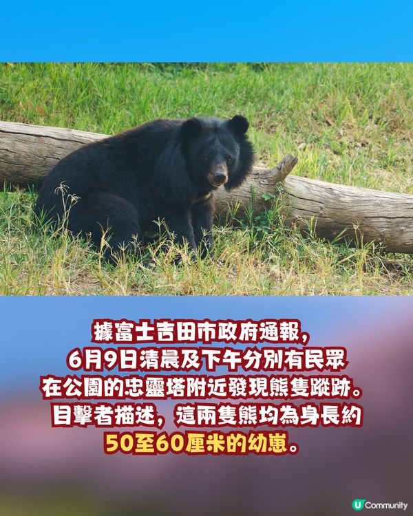 日本山梨縣旅遊熱點「有熊出沒」！當地建議旅客要做「兩件事」