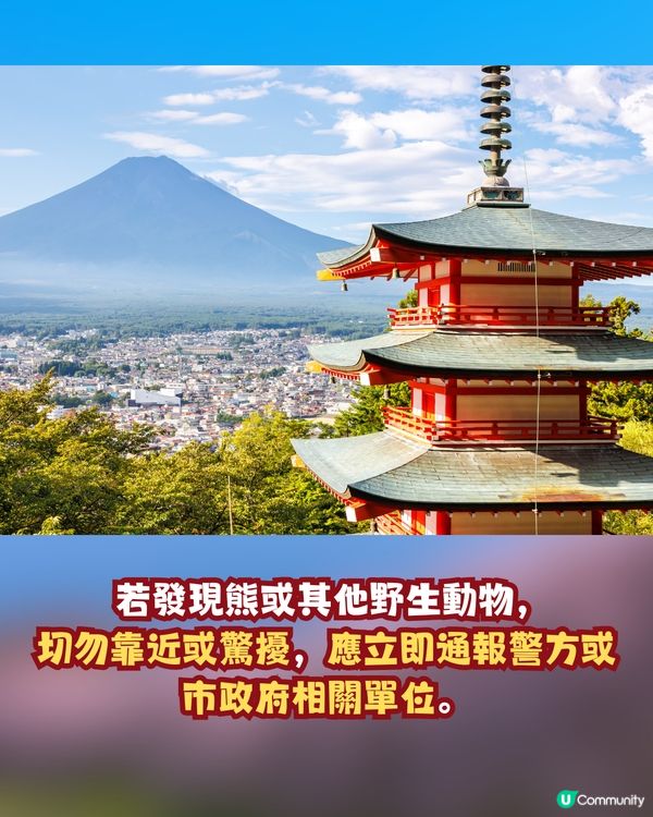 日本山梨縣旅遊熱點「有熊出沒」！當地建議旅客要做「兩件事」