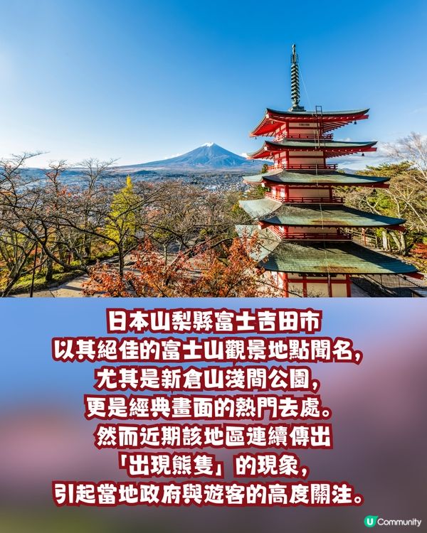 日本山梨縣旅遊熱點「有熊出沒」！當地建議旅客要做「兩件事」