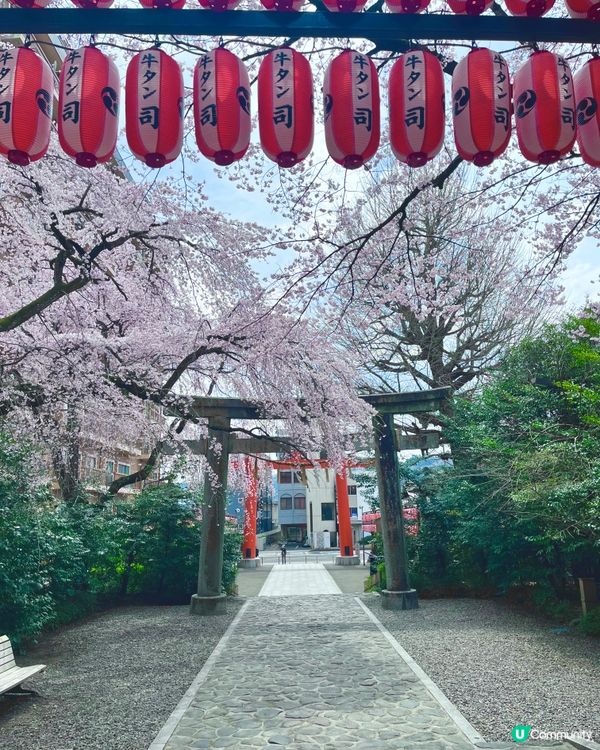 仙台🌸石鳥居，櫻花🌸燈籠🏮 盡顯典雅之美