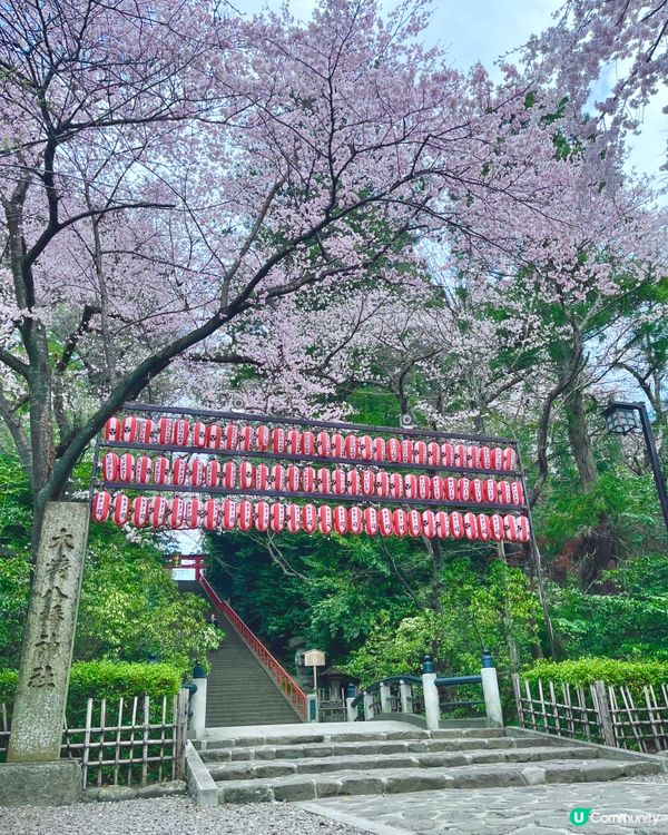 仙台🌸石鳥居，櫻花🌸燈籠🏮 盡顯典雅之美