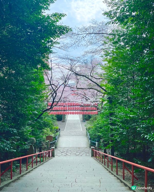 仙台🌸石鳥居，櫻花🌸燈籠🏮 盡顯典雅之美