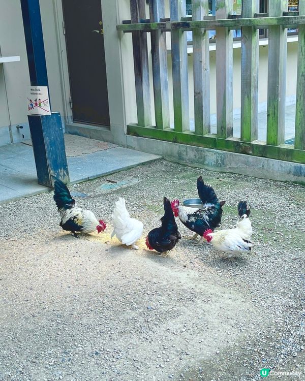 仙台🌸石鳥居，櫻花🌸燈籠🏮 盡顯典雅之美