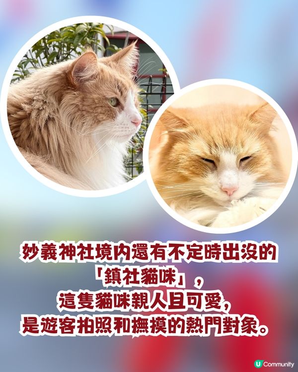 東京必訪貓貓神社｜絕美「黑貓彩繪玻璃御守」／貓貓主題御朱印／仙氣「鎮社貓咪」