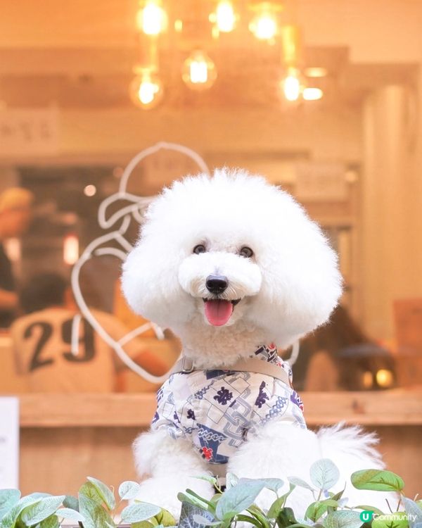 日式刨冰專門店 和菓子師傅手造