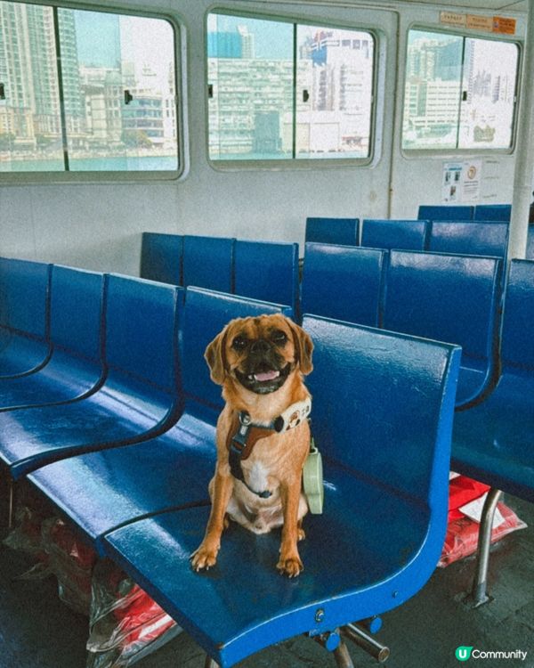 寵物💰11蚊就可以搭船？