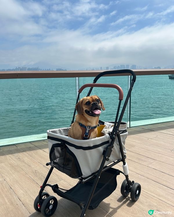 寵物💰11蚊就可以搭船？