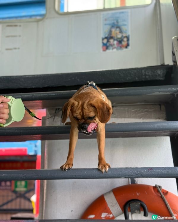 寵物💰11蚊就可以搭船？