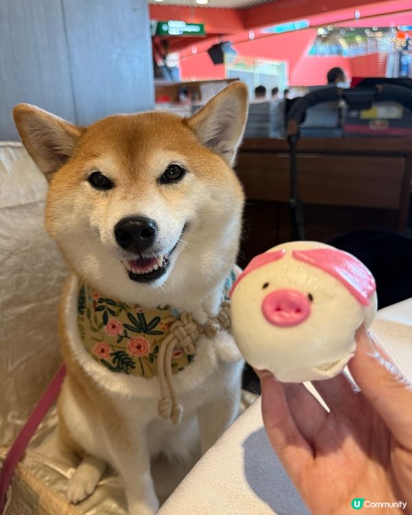 / 帶毛孩嘆冷氣食點心 \