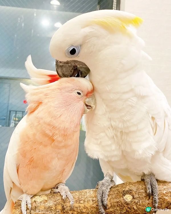 👋🏻摸得到既大阪小鳥主題cafe