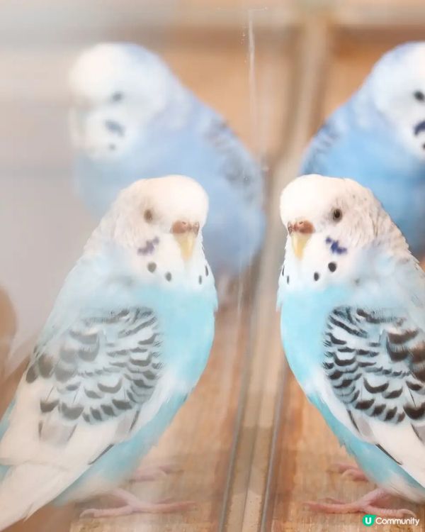 👋🏻摸得到既大阪小鳥主題cafe