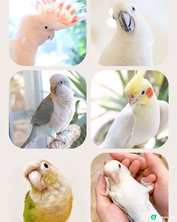 👋🏻摸得到既大阪小鳥主題cafe