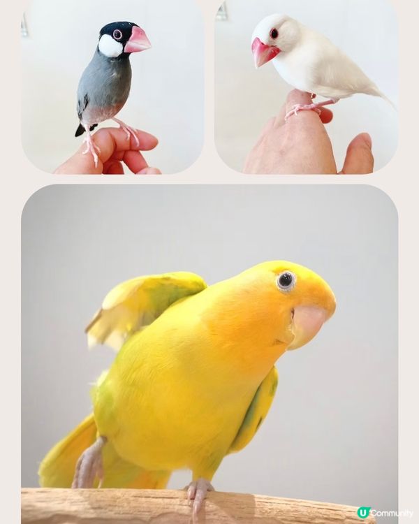 👋🏻摸得到既大阪小鳥主題cafe