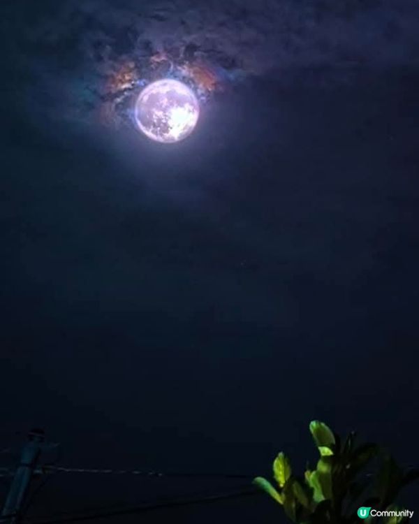 美麗粉紅色月亮