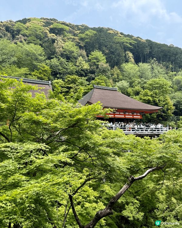 京都清水寺觀光一日遊⛩️