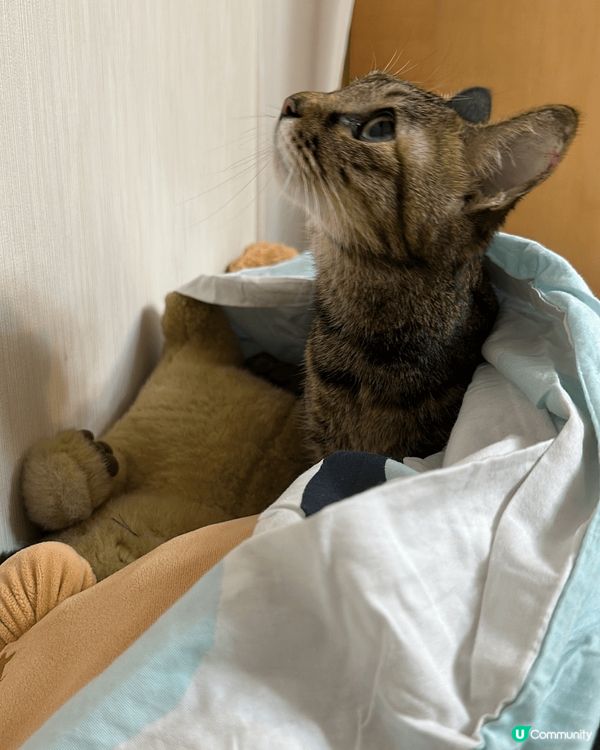 這是我家的貓叫奀豬，性格就是八卦又怕事，不經不覺已14歲了。...