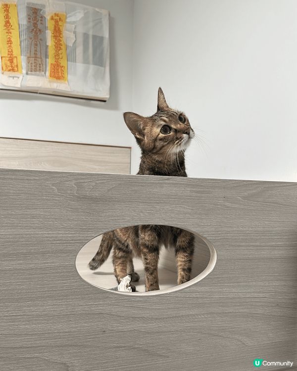 這是我家的貓叫奀豬，性格就是八卦又怕事，不經不覺已14歲了。...