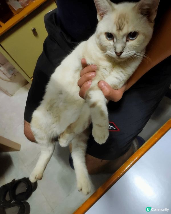 工作關係 收養的波米拉貓