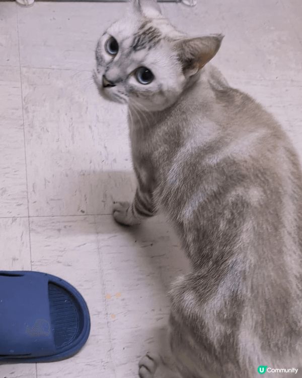 工作關係 收養的波米拉貓