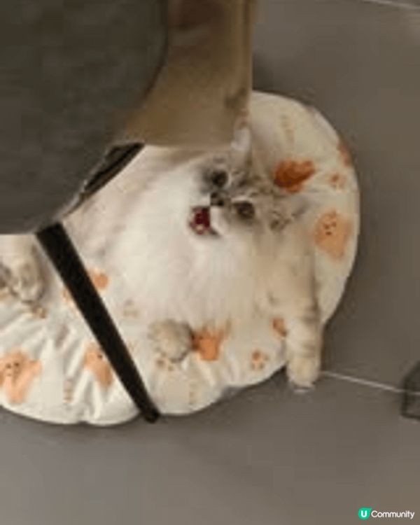 我哋要試罐罐, 每日爸爸都會陪我地玩啦, 玩啦, 同埋玩