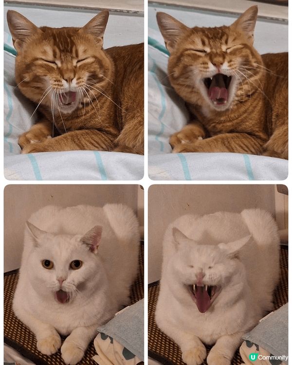 白貓,Leona 4歲半,喜歡食醬類罐罐,愛睡覺