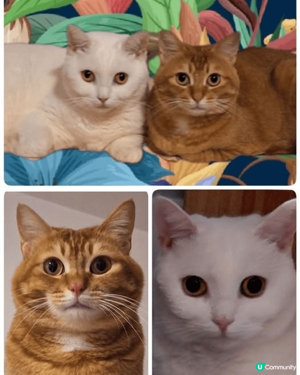 白貓,Leona 4歲半,喜歡食醬類罐罐,愛睡覺