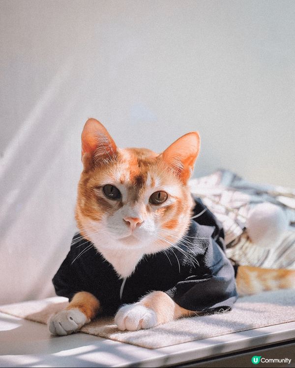 MilkMilk（黃貓） 細細(三花）兩隻為食多嘢講，有得食...