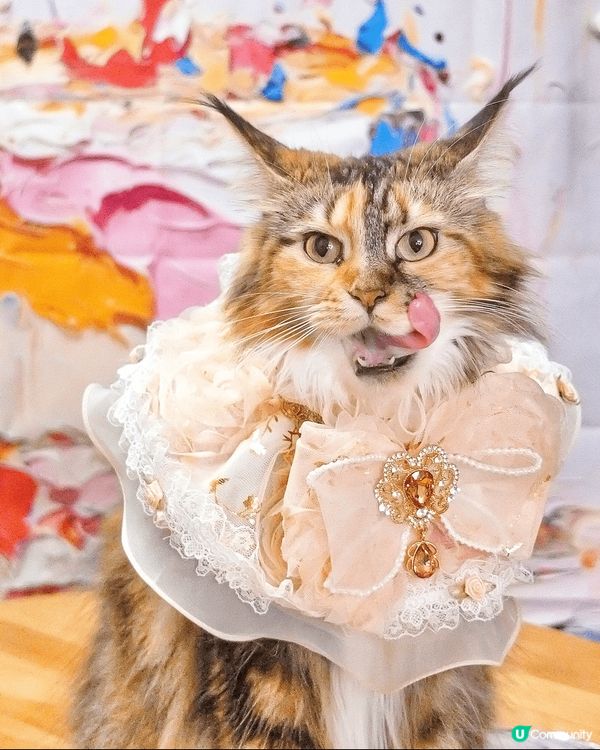 MilkMilk（黃貓） 細細(三花）兩隻為食多嘢講，有得食...