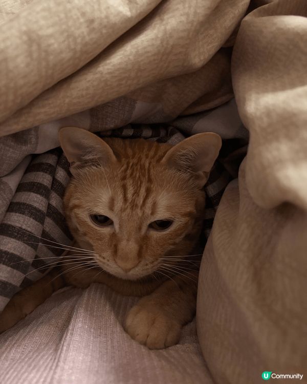 領養左兩隻黃貓 一隻鐘意擺pose 一隻鐘意痴奴才 超級愛佢...