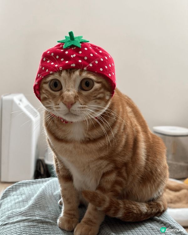 領養左兩隻黃貓 一隻鐘意擺pose 一隻鐘意痴奴才 超級愛佢...