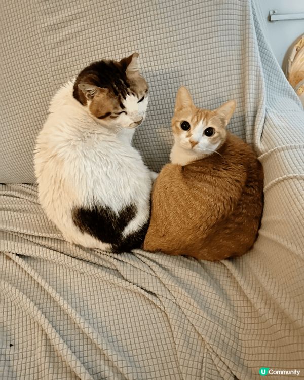 我最鐘意係地下打滾，等人用腳掃我個肚仔。 老年貓同年輕大眼g...