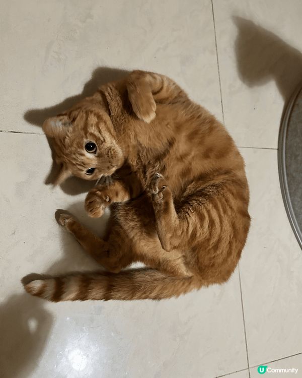 我最鐘意係地下打滾，等人用腳掃我個肚仔。 老年貓同年輕大眼g...