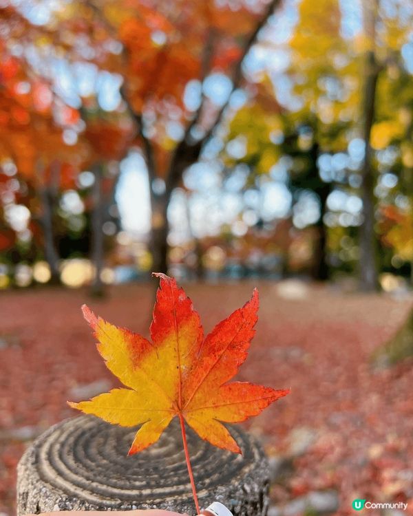 最美的紅葉季節 • 日本🍁