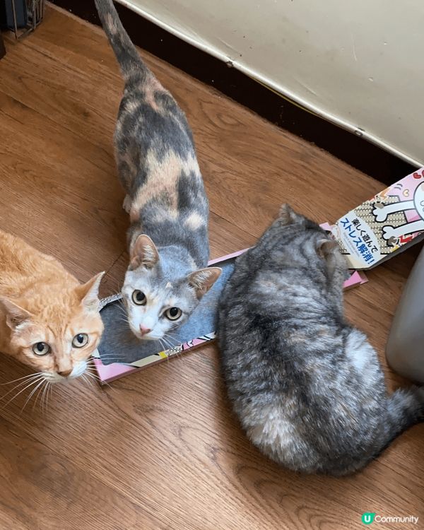 平時佢地最鍾意攬頭攬頸，見到窗出邊有雀仔就會好似蜘蛛俠咁爬上...