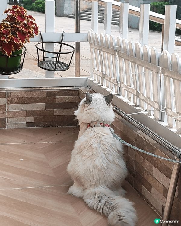 我的寶貝,貪玩貪吃的布偶,每次回家都飛奔向我,好喎心呀🥰#主...