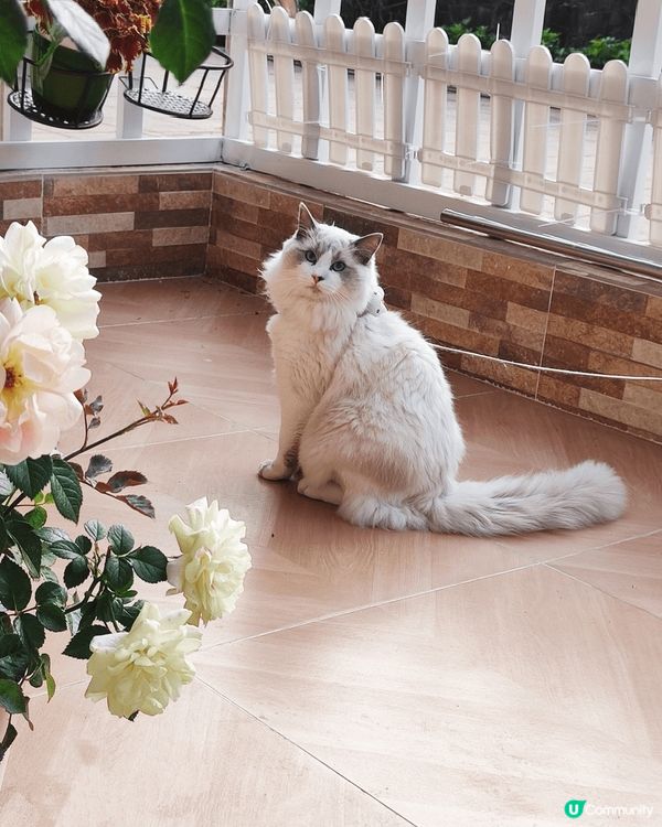 我的寶貝,貪玩貪吃的布偶,每次回家都飛奔向我,好喎心呀🥰#主...