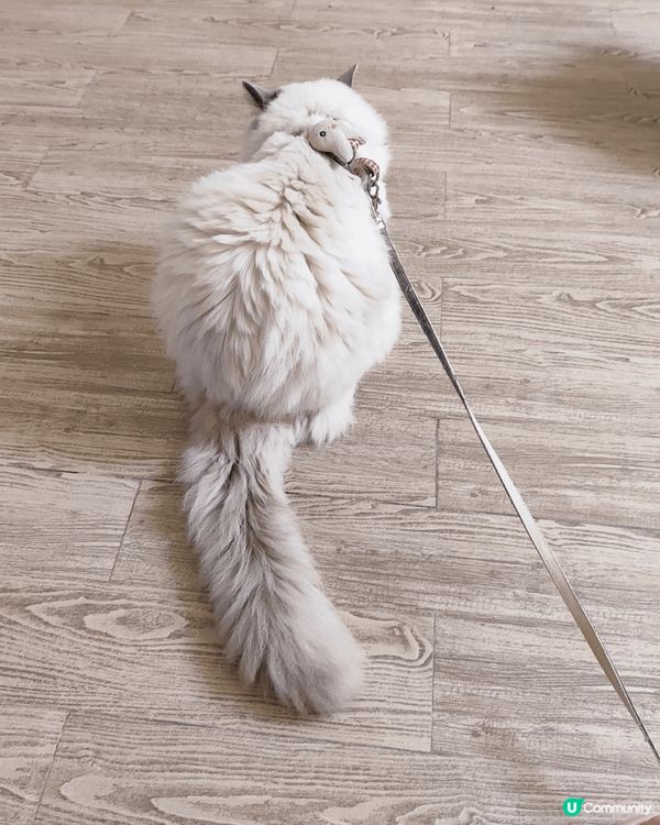 我的寶貝,貪玩貪吃的布偶,每次回家都飛奔向我,好喎心呀🥰#主...