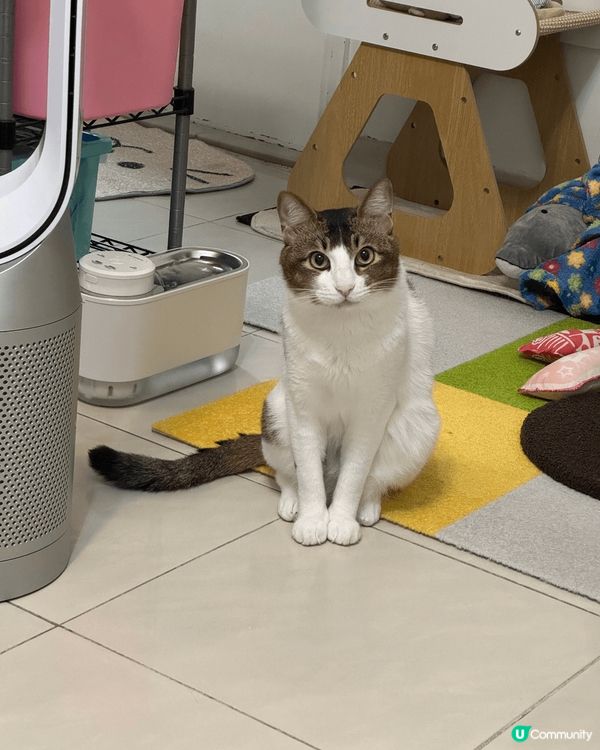 喵⋯⋯我帶埋老友一齊嚟試Harlow罐！