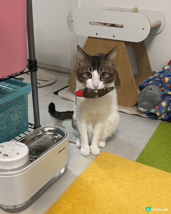 喵⋯⋯我帶埋老友一齊嚟試Harlow罐！