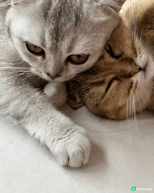 貼心的妹妹點都要痴住家姐(´▽｀)訓覺都要貼住～
