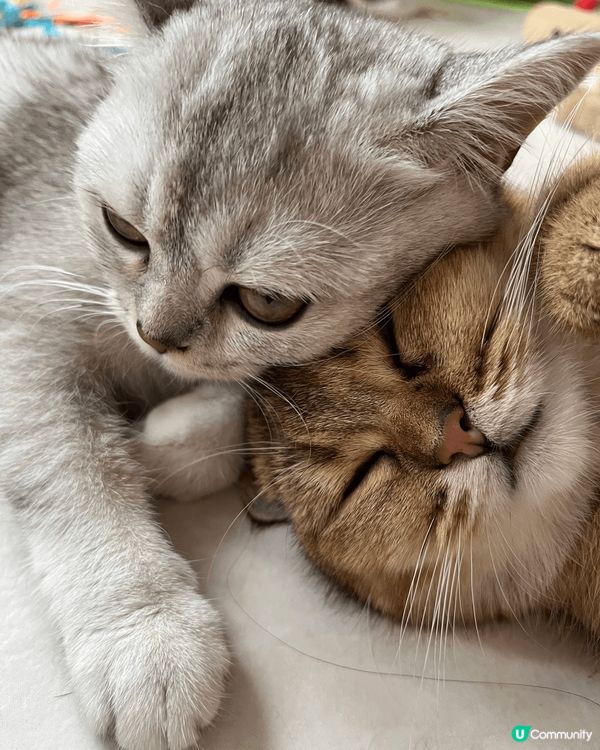 貼心的妹妹點都要痴住家姐(´▽｀)訓覺都要貼住～
