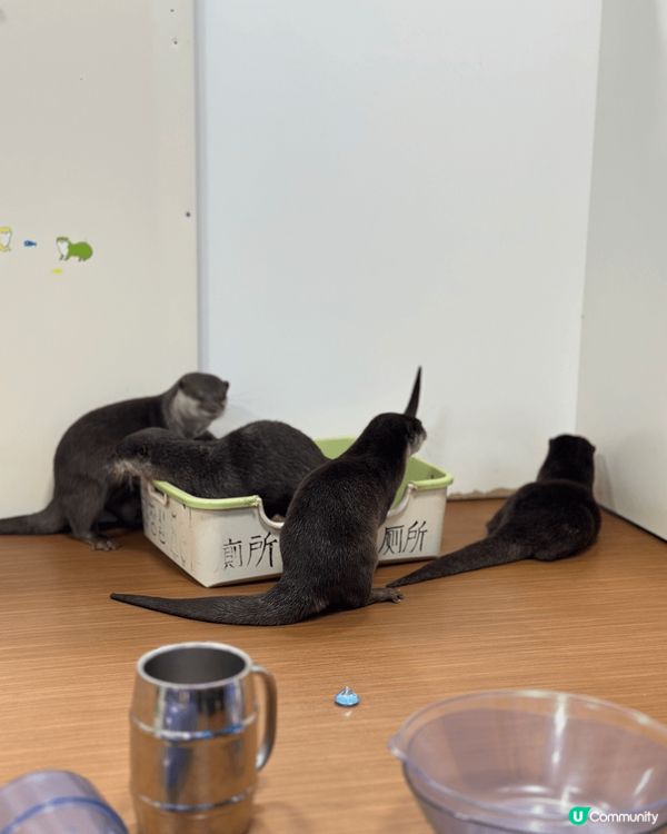 今次東京之旅加插咗唔小參觀動物既行程, 先有去池袋既水瀨幼稚...