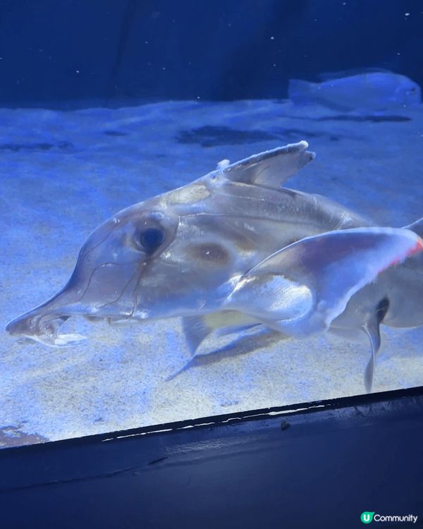 今次東京之旅加插咗唔小參觀動物既行程, 先有去池袋既水瀨幼稚...