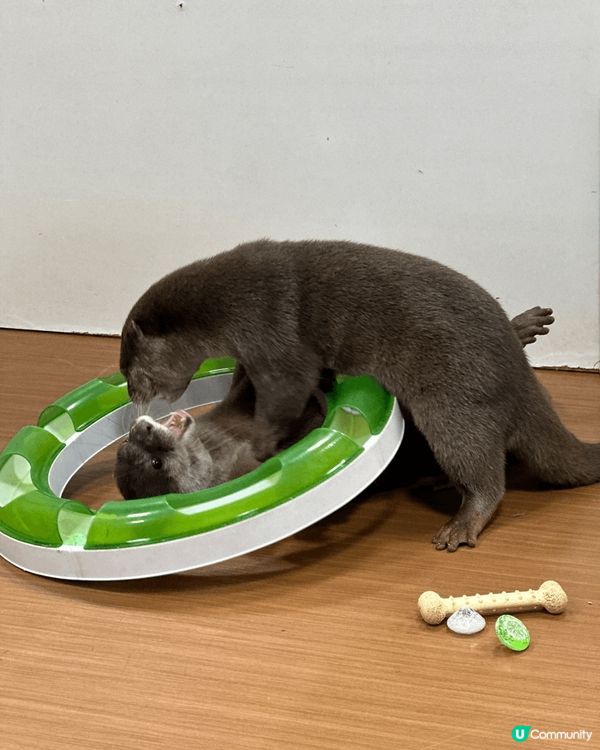 今次東京之旅加插咗唔小參觀動物既行程, 先有去池袋既水瀨幼稚...