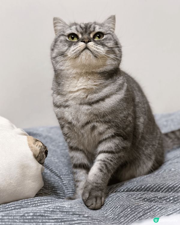 貓咪叫Ori，又稱Ori豬，品種係英國短毛貓。