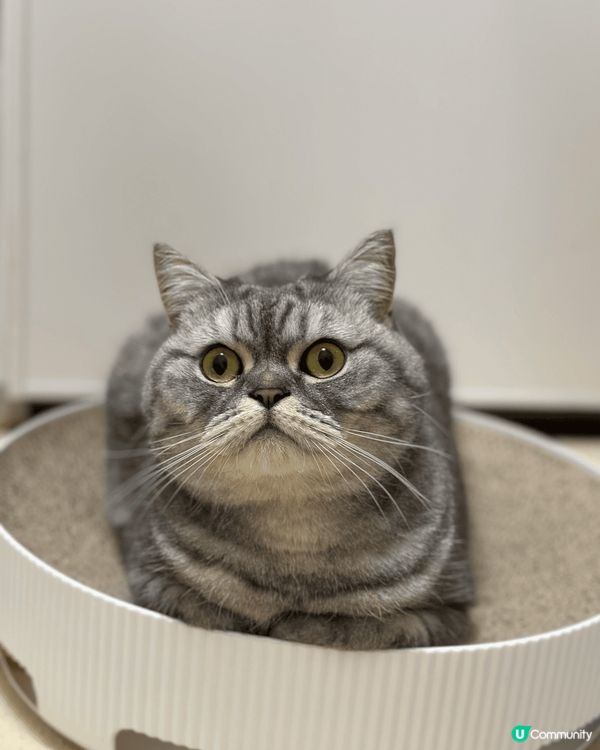 貓咪叫Ori，又稱Ori豬，品種係英國短毛貓。