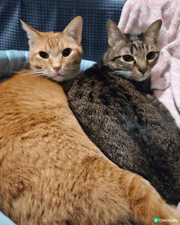 貓貓相，第一次戴帽帽嬲爆爆。同妹妹sweet sweet